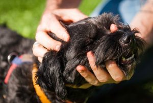 curing anxiety dogs