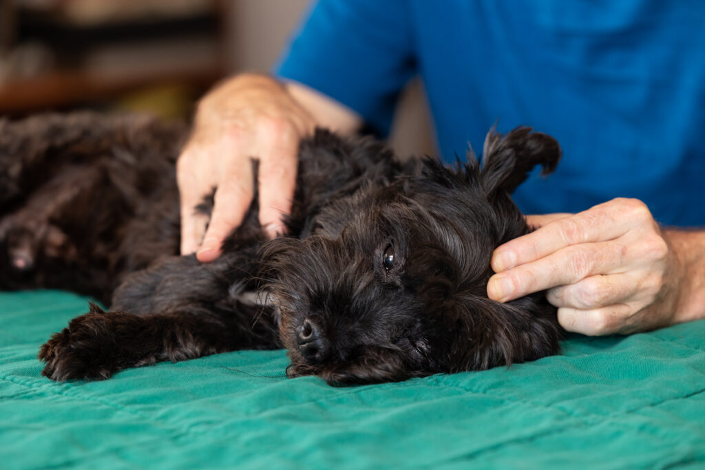 Animal Communication