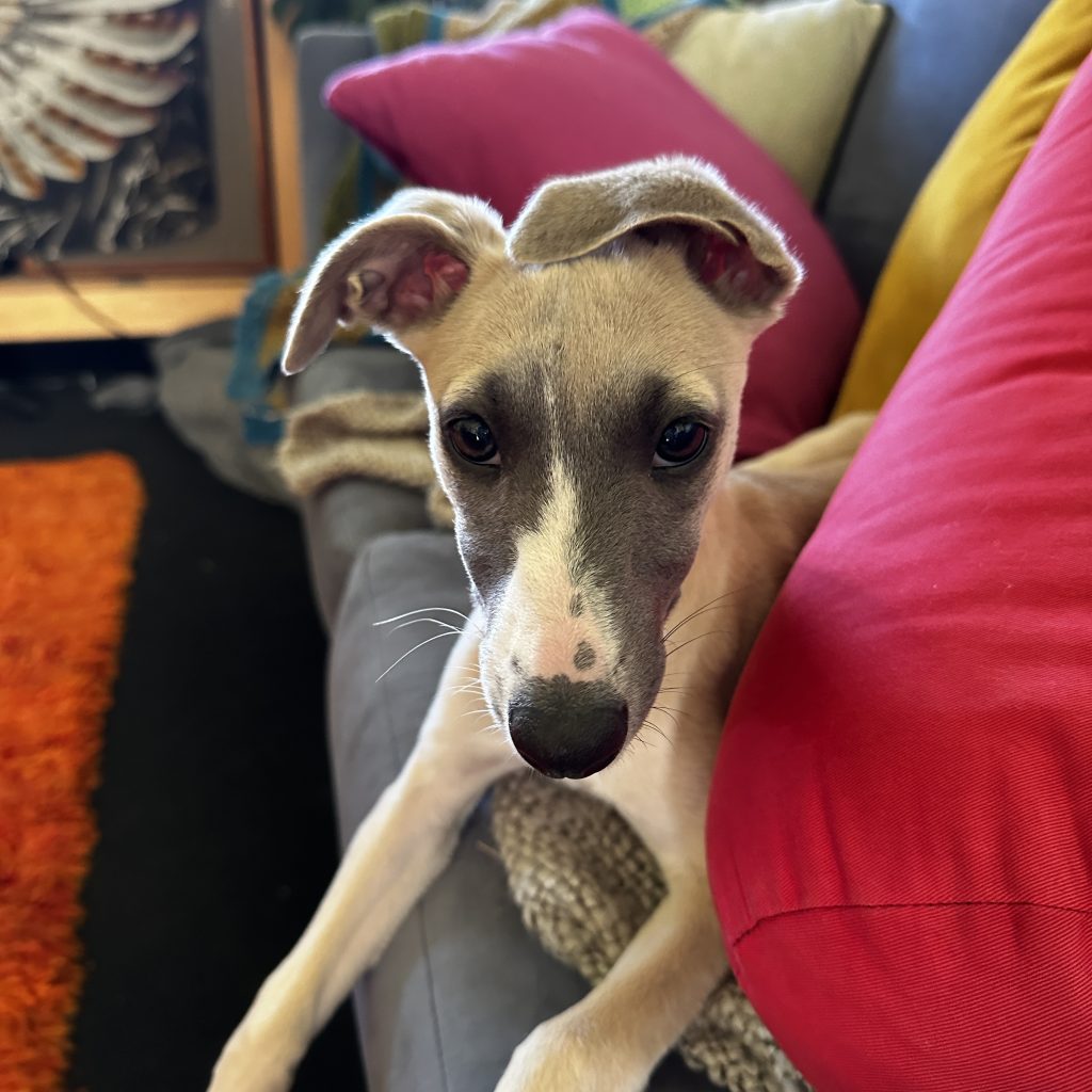 Grace Joy and Wonder