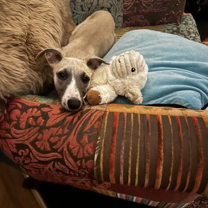 How to help your pets #17 - Boundaries and Safety 1 Whole Energy Body Balance - 1